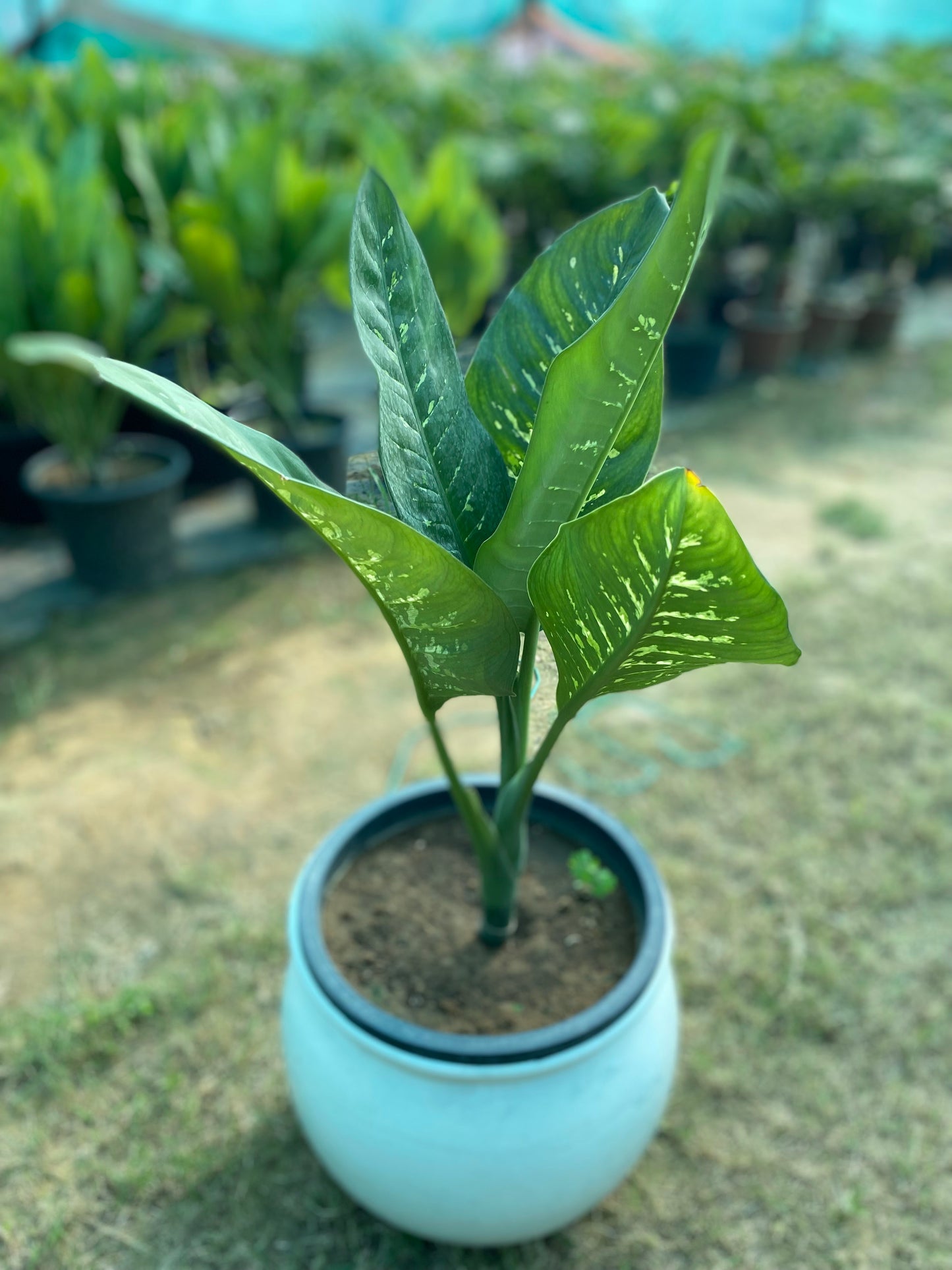 Dumb Cane Plant - Large
