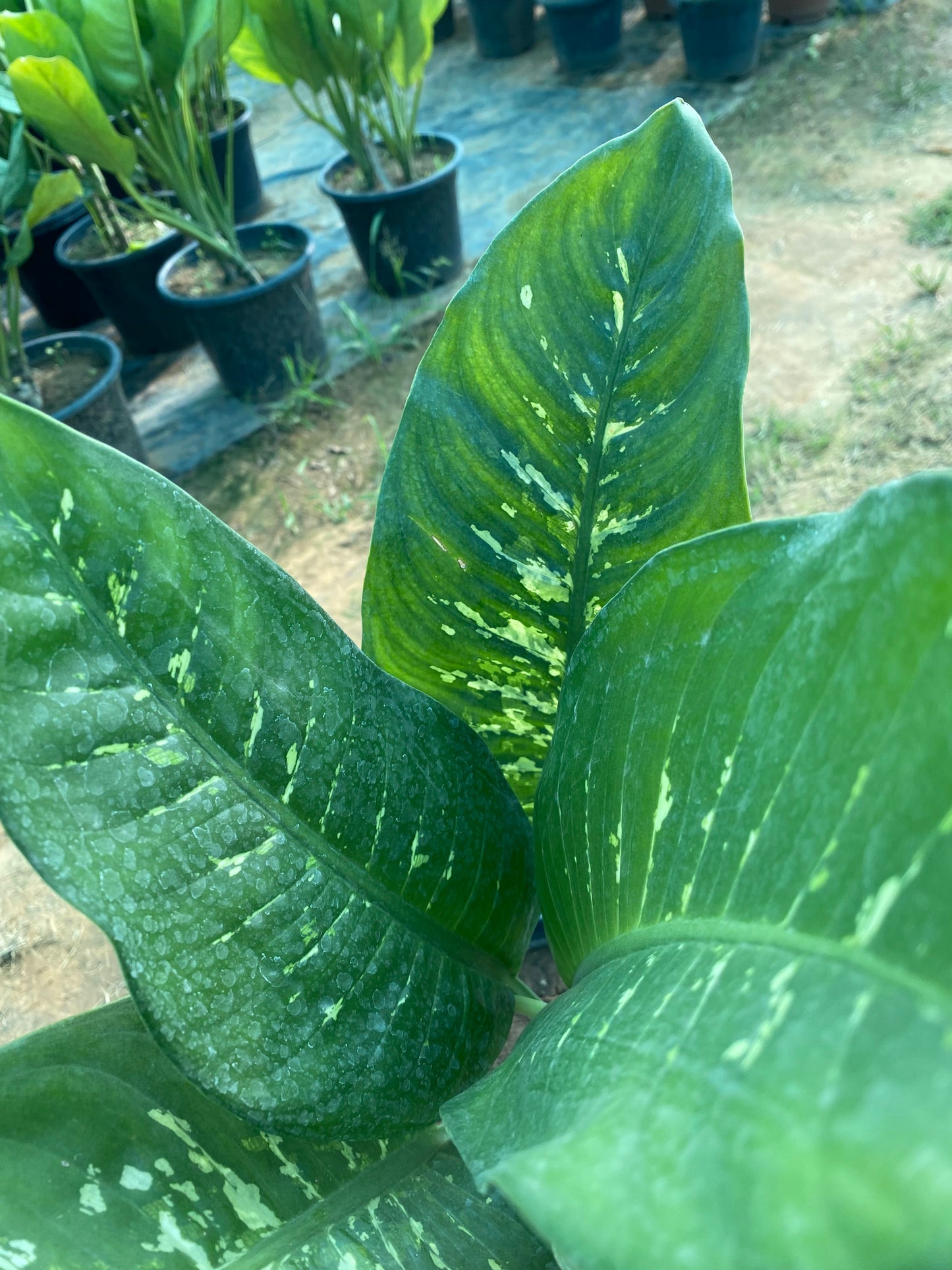 Dumb Cane Plant - Large