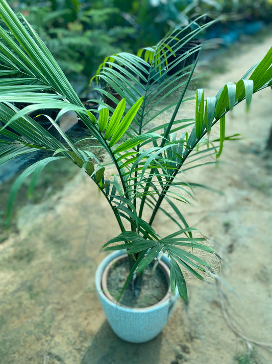 Rexona Palm Plant - Large