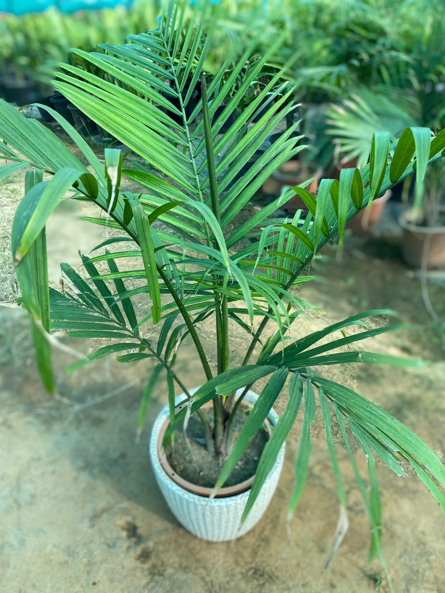 Rexona Palm Plant - Large