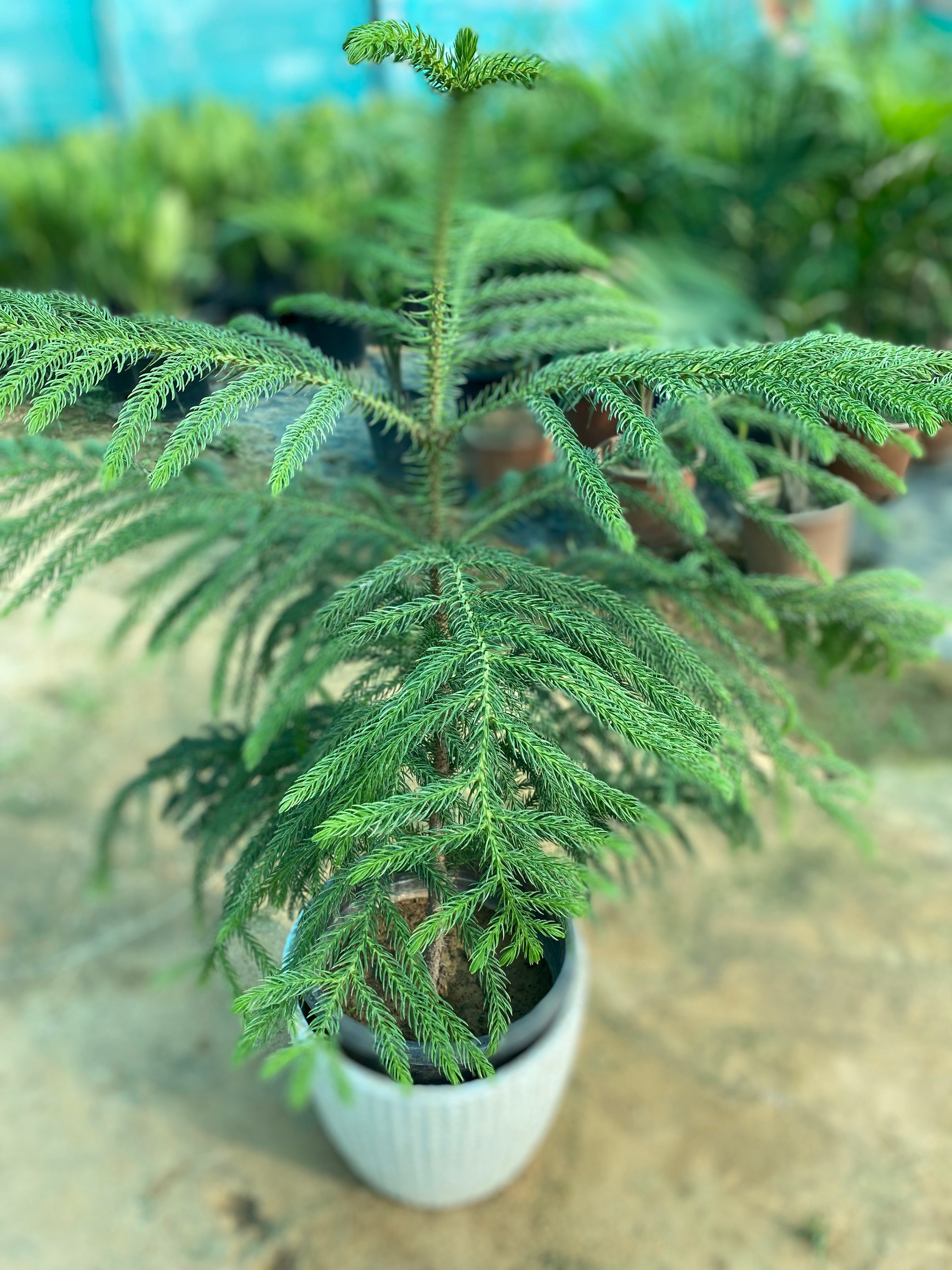 Christmas tree plant name sales