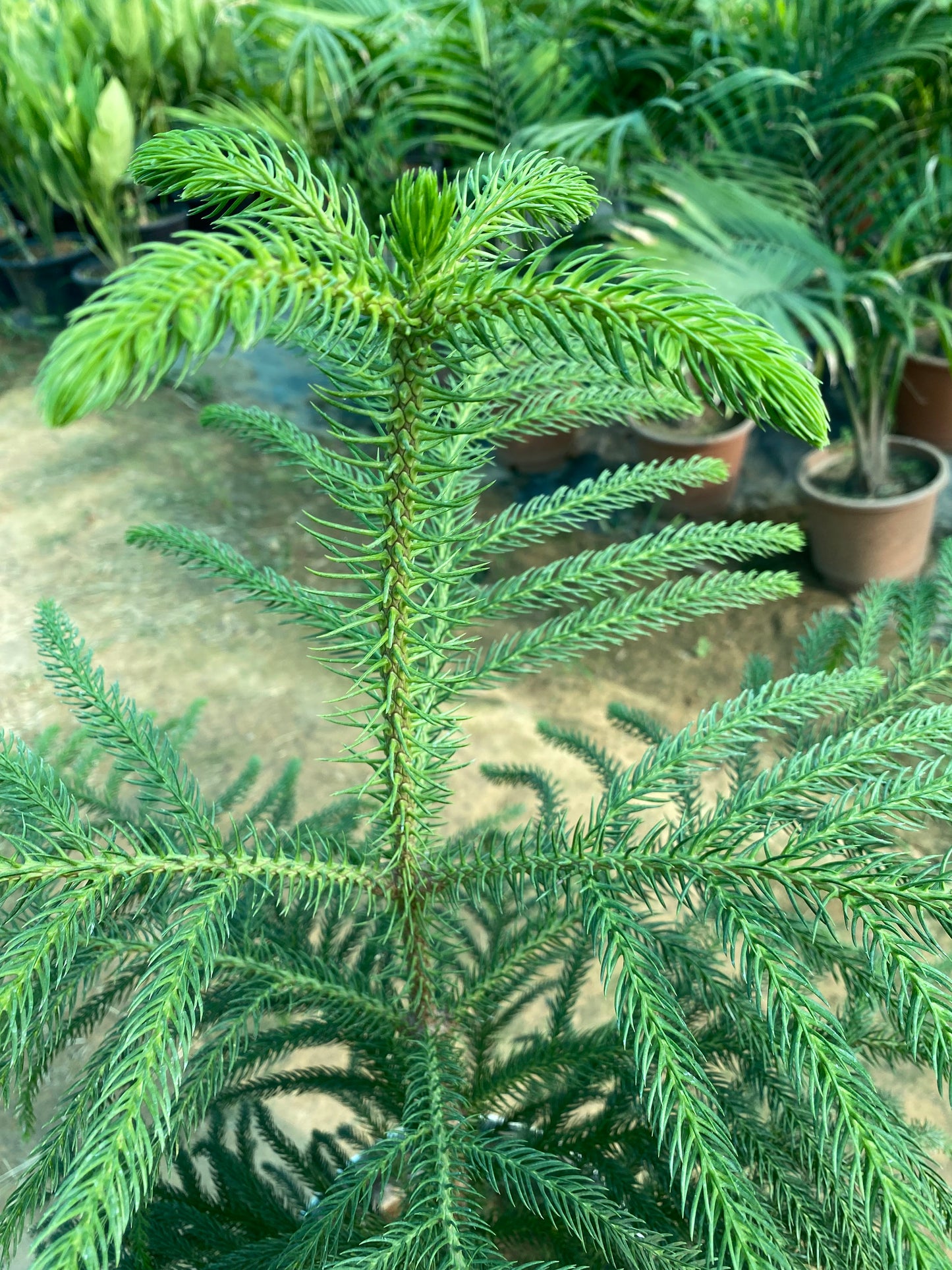 Christmas Tree Plant - Large
