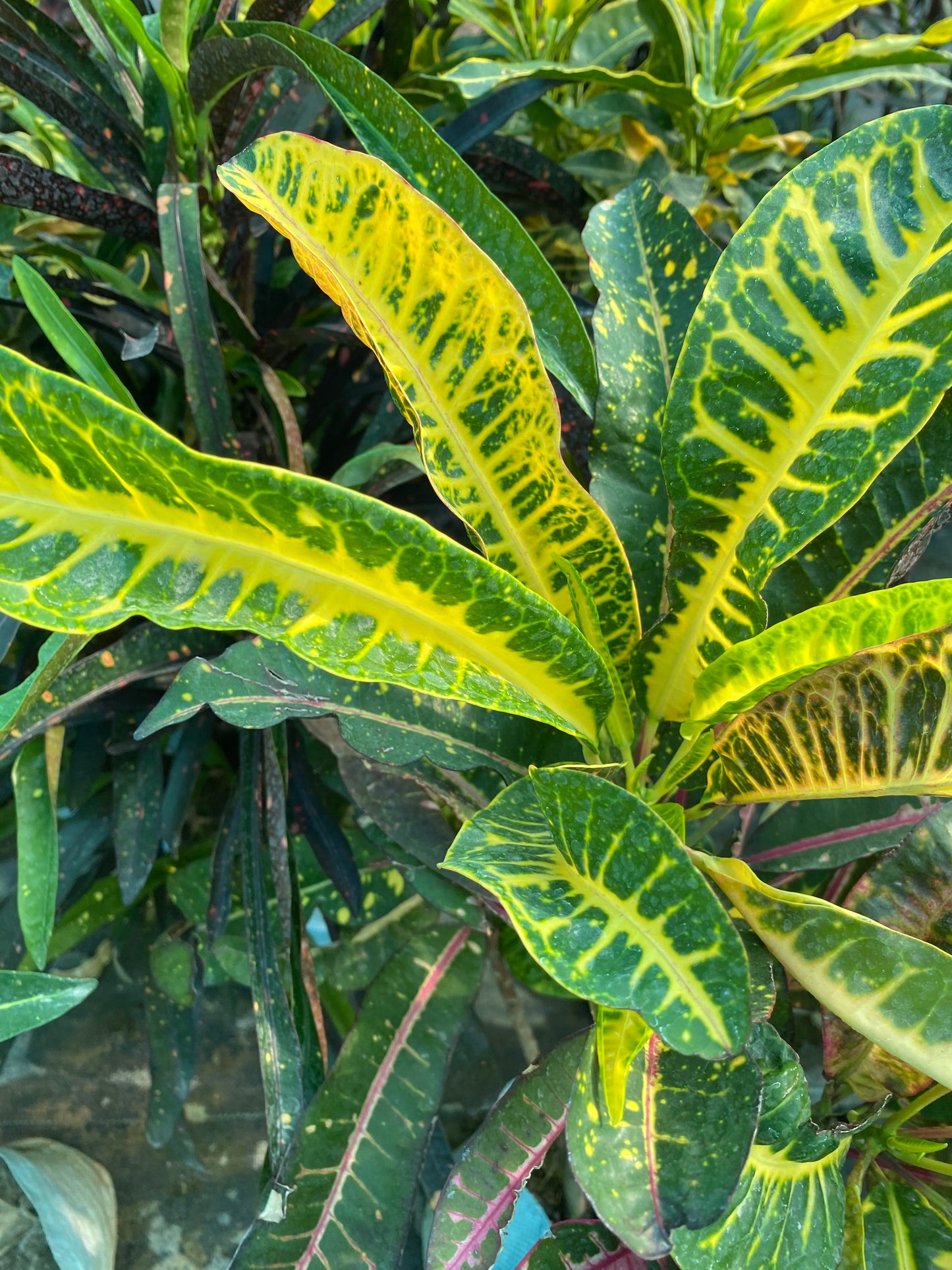 Croton Dreadlocks Plant - Large