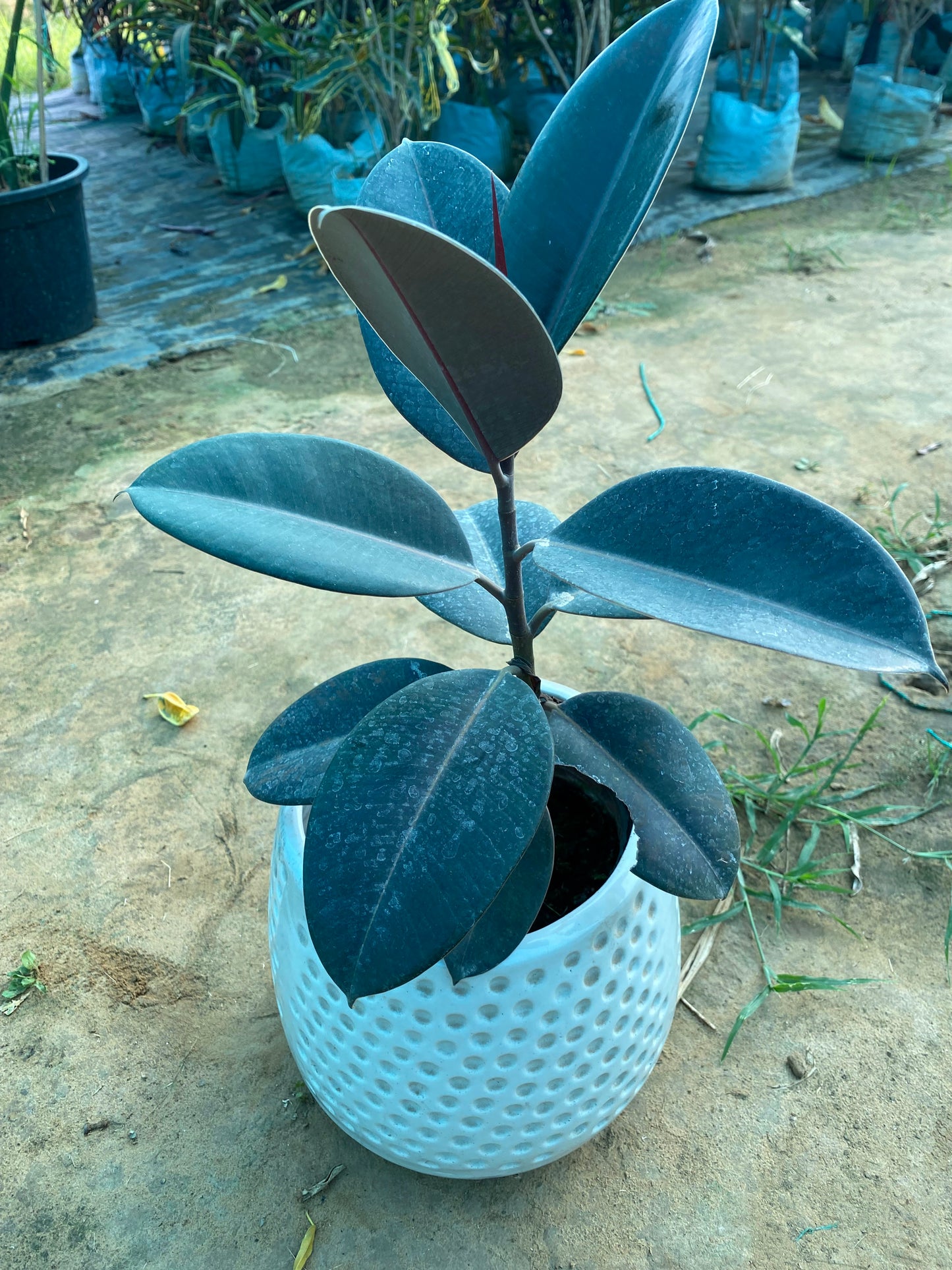 Rubber Plant - Large