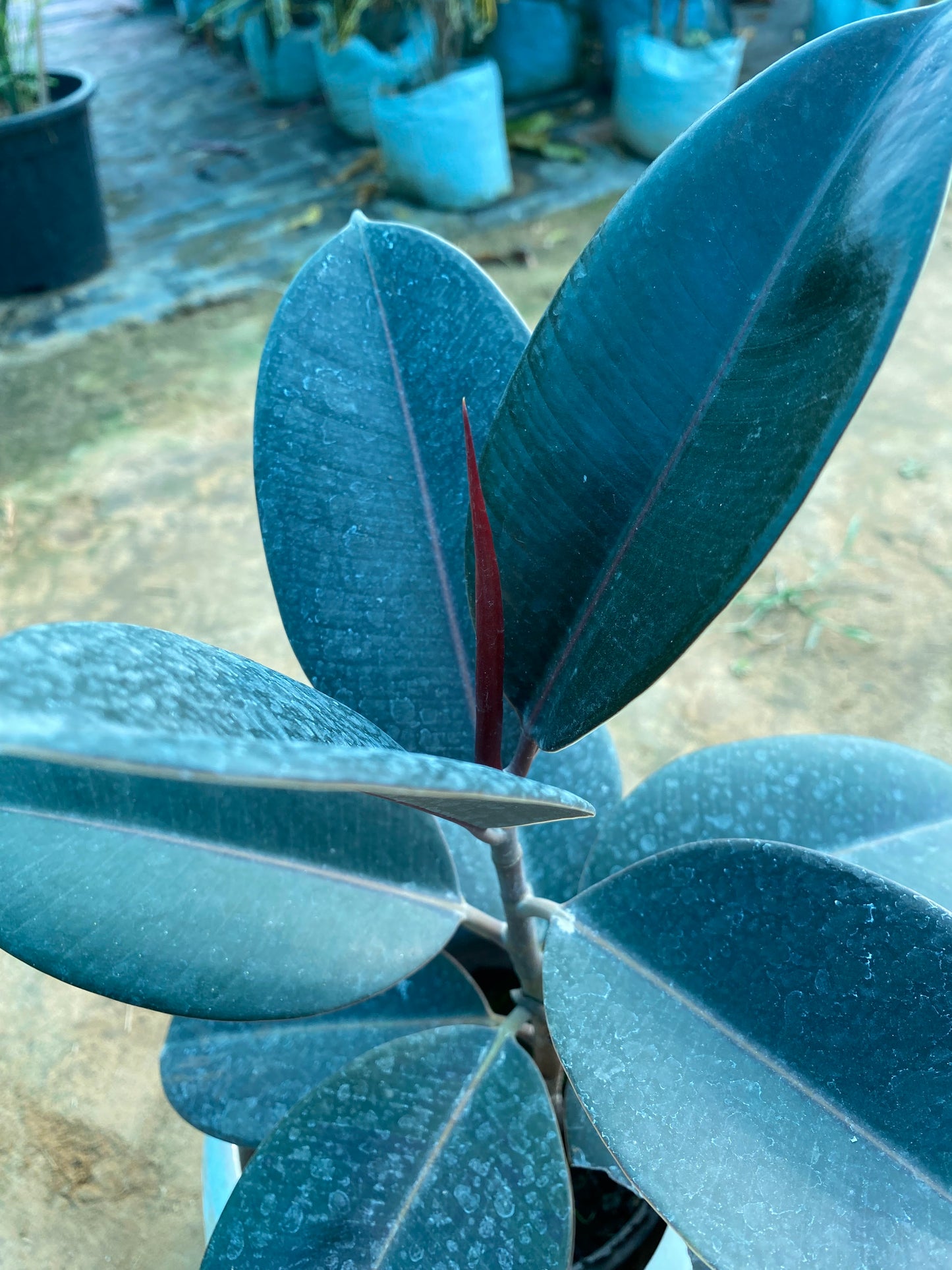 Rubber Plant - Large