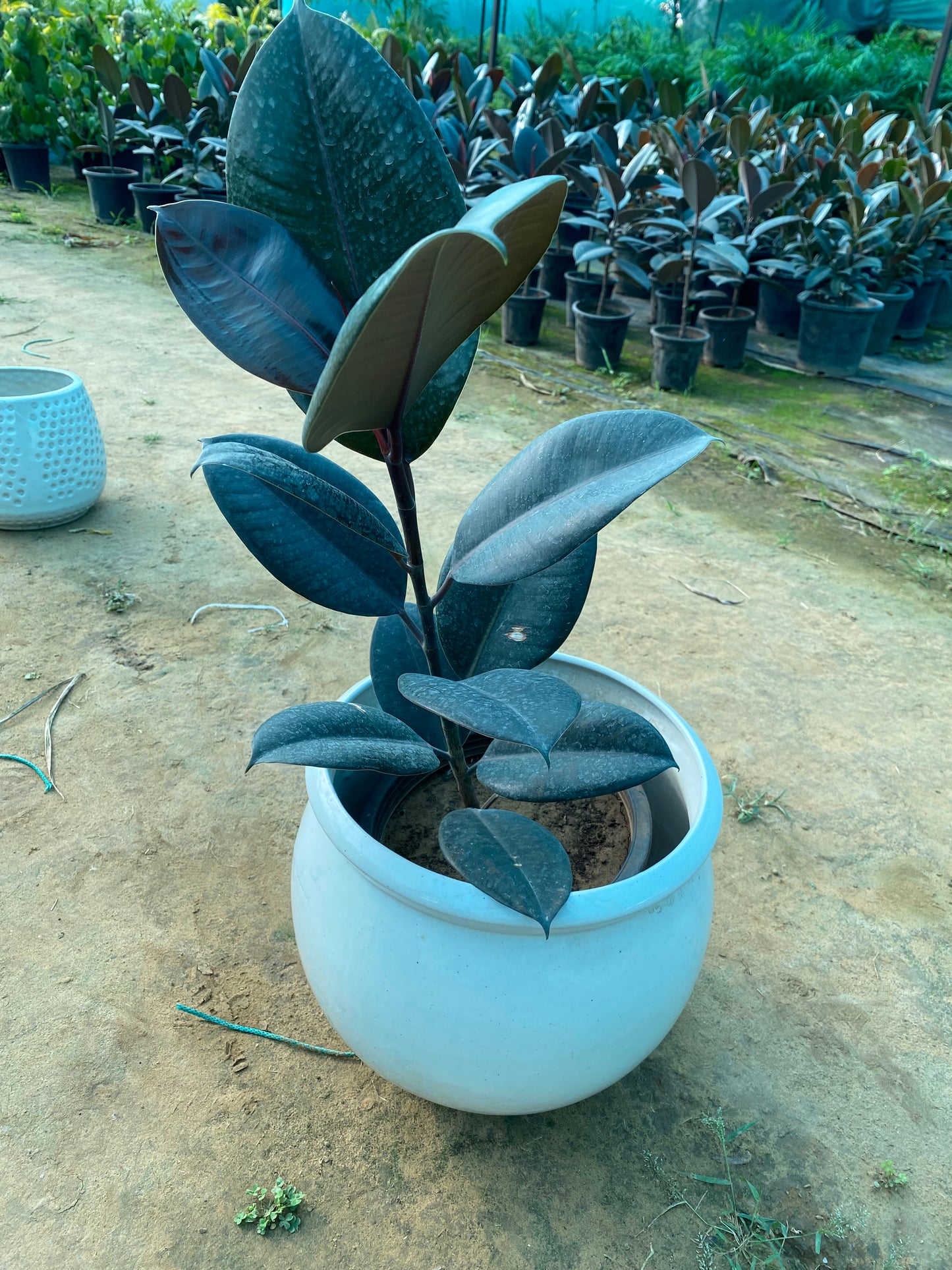 Rubber Plant - Large