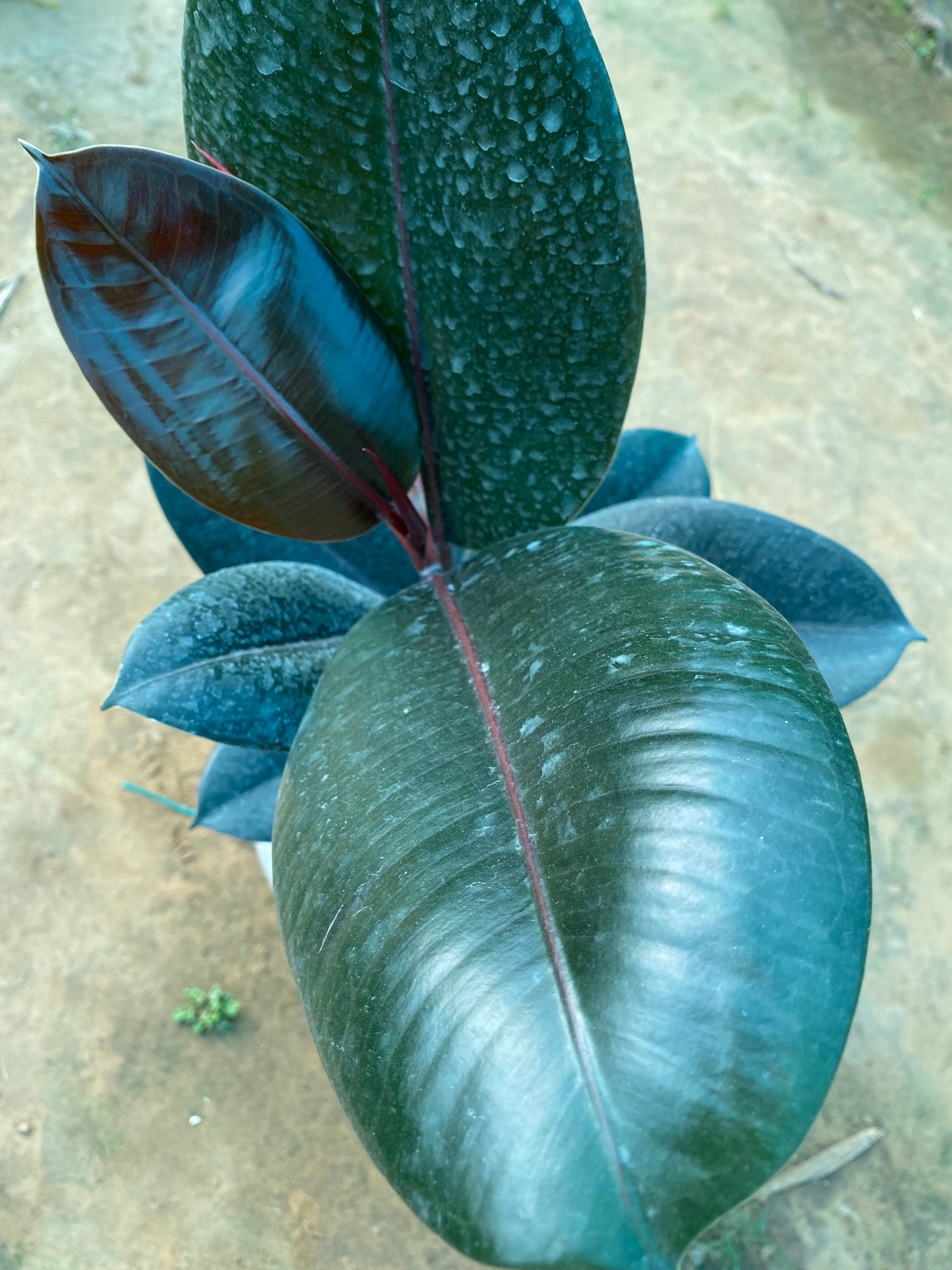 Rubber Plant - Large