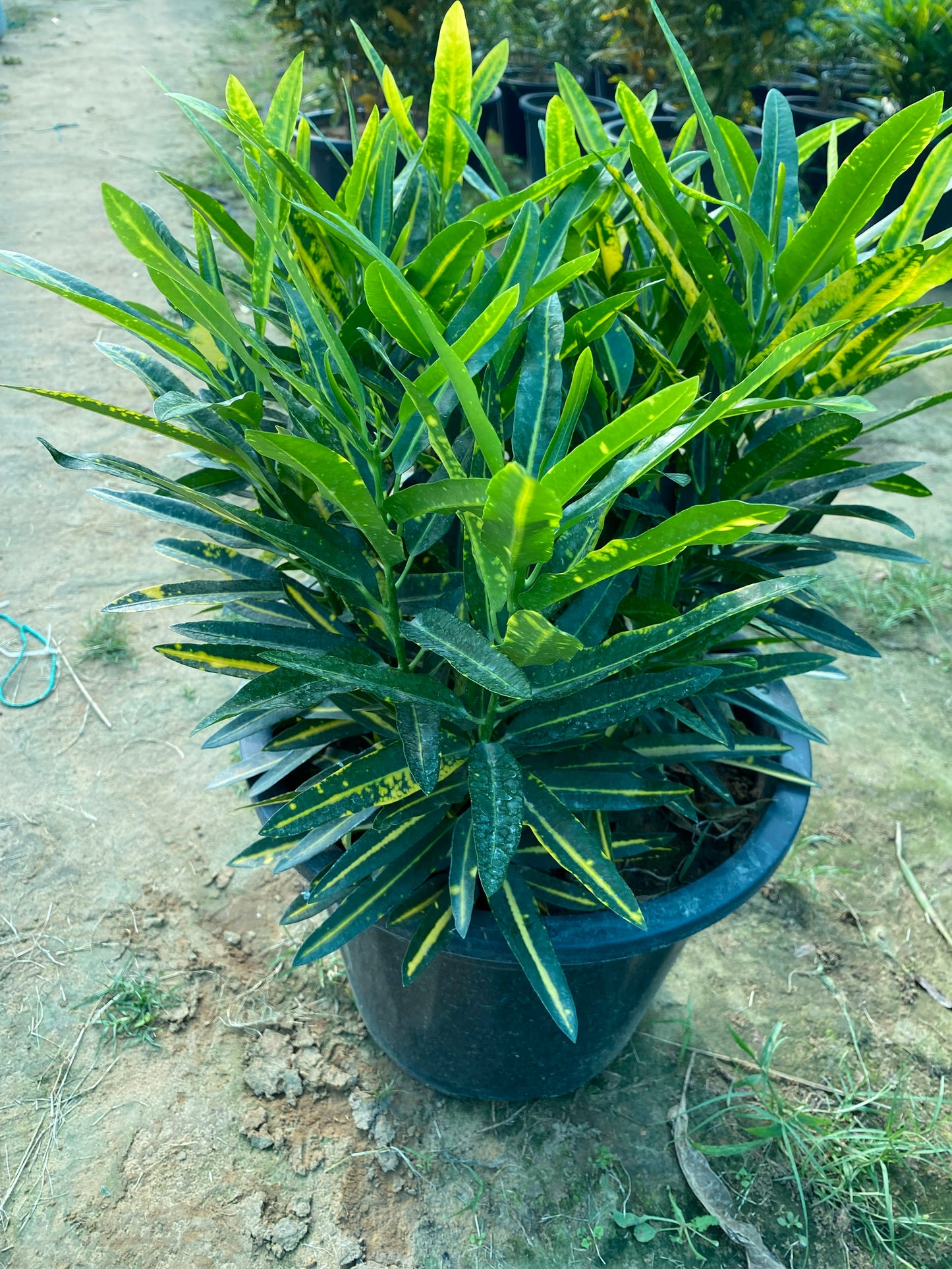 Croton Banana Yellow - XL