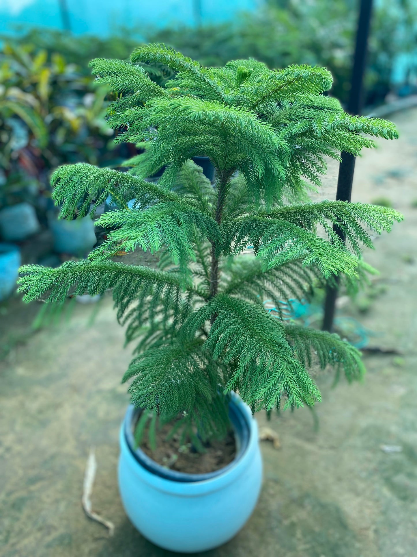 Christmas Tree Plant - XL