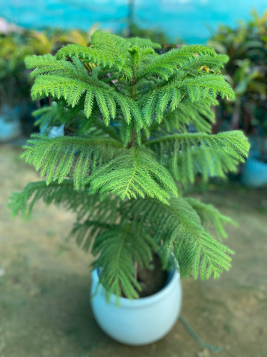 Christmas Tree Plant - XL