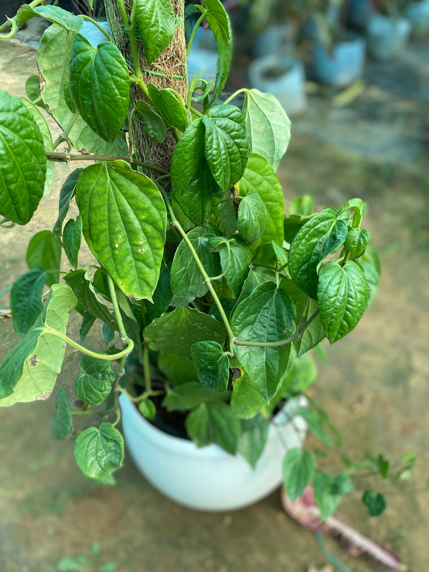 Betel Leaf Plant (Paan) - XL