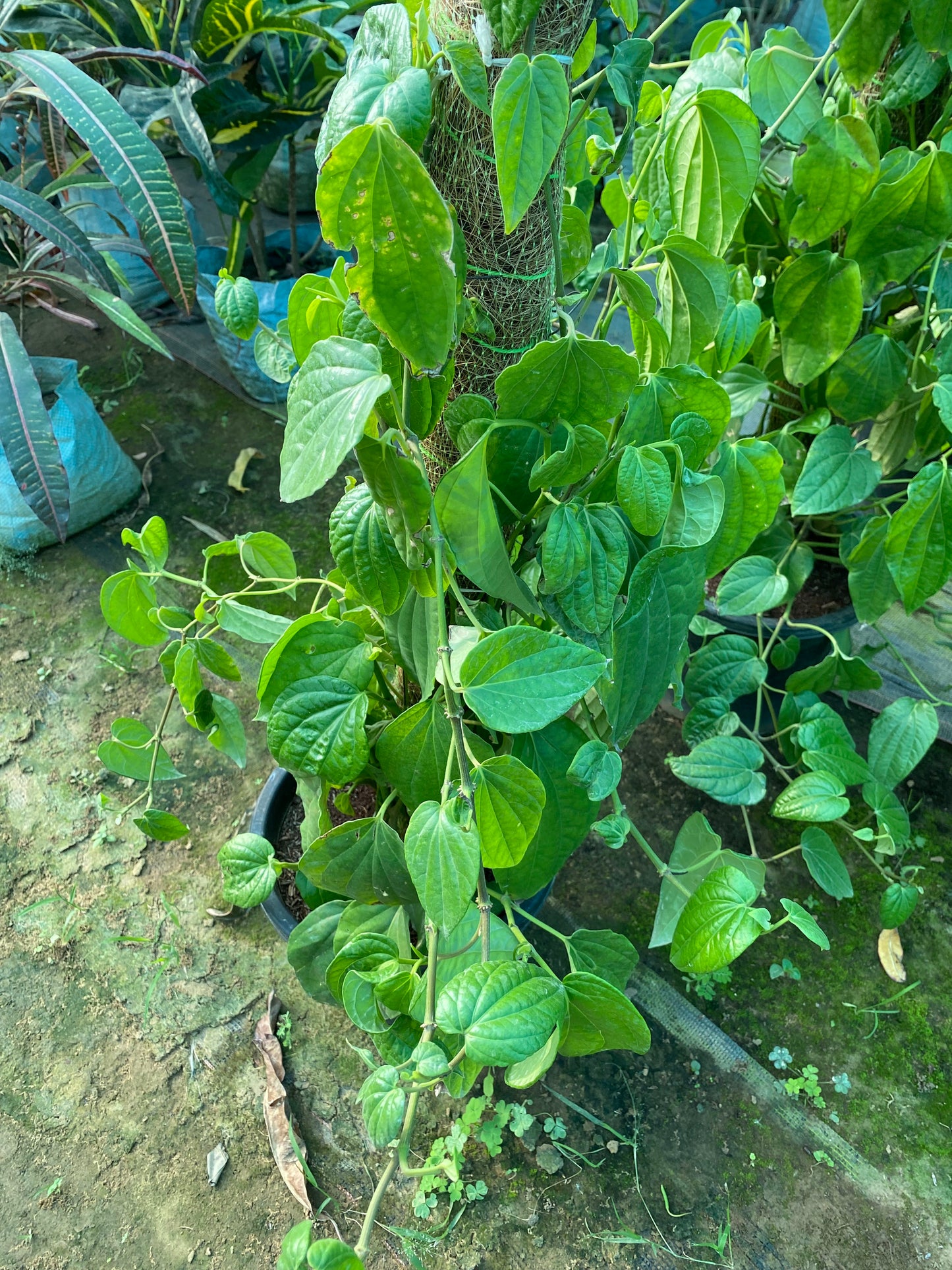 Betel Leaf Plant (Paan) - XL