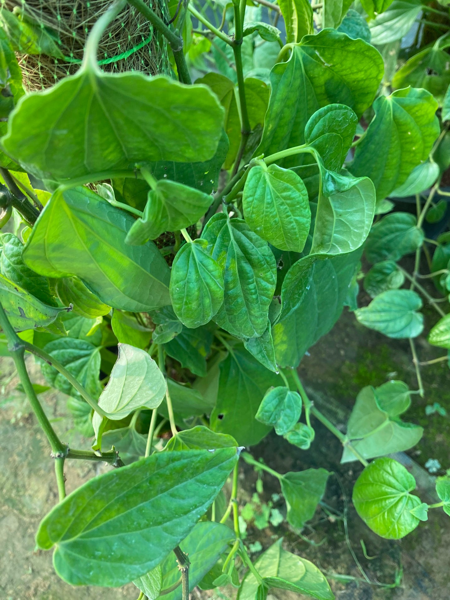 Betel Leaf Plant (Paan) - XL