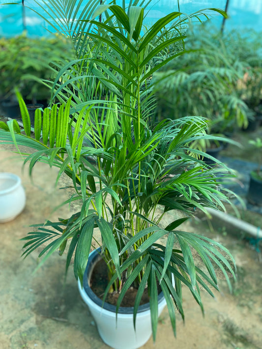 Areca Palm Plant - XL