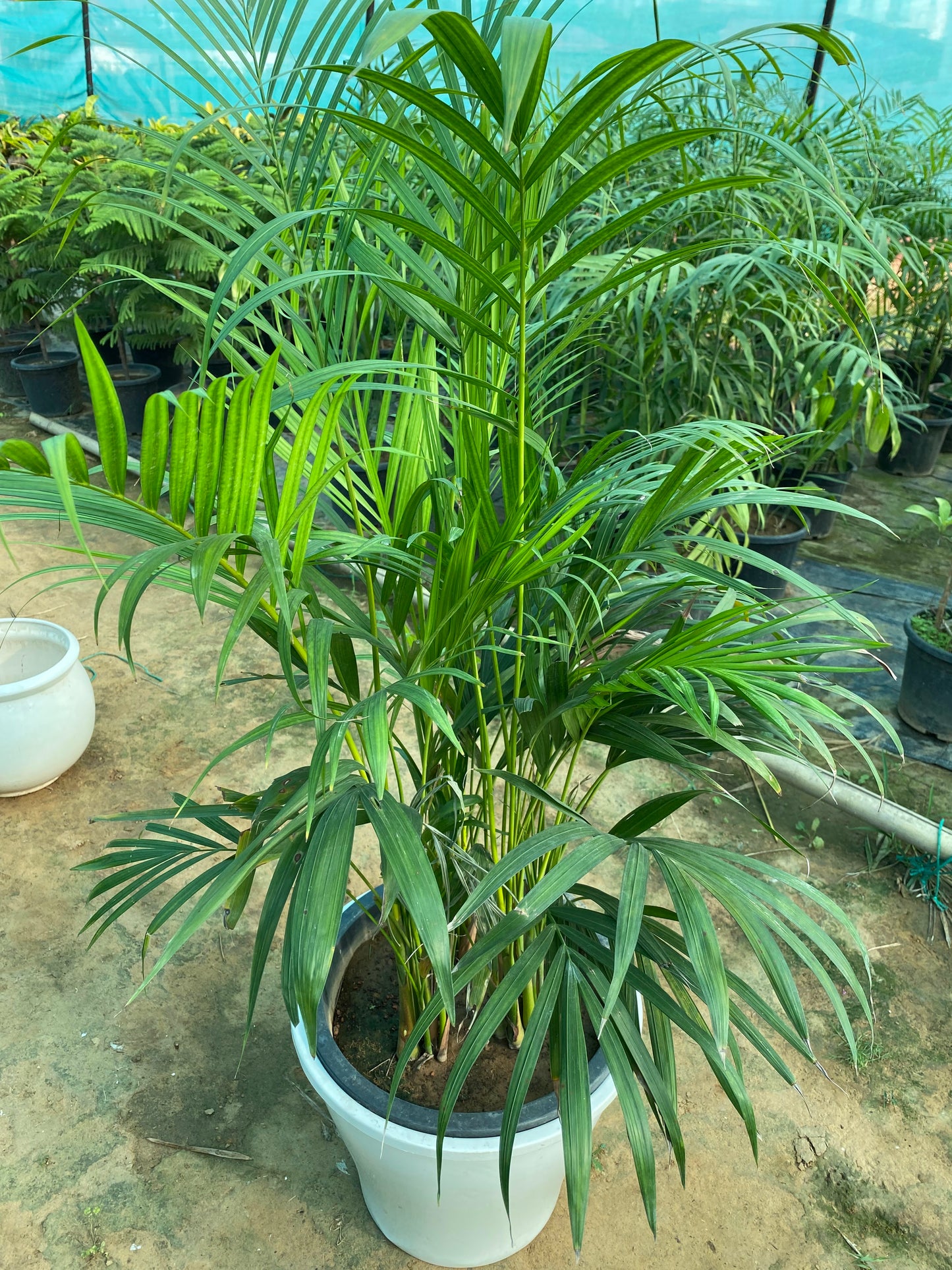 Areca Palm Plant - XL