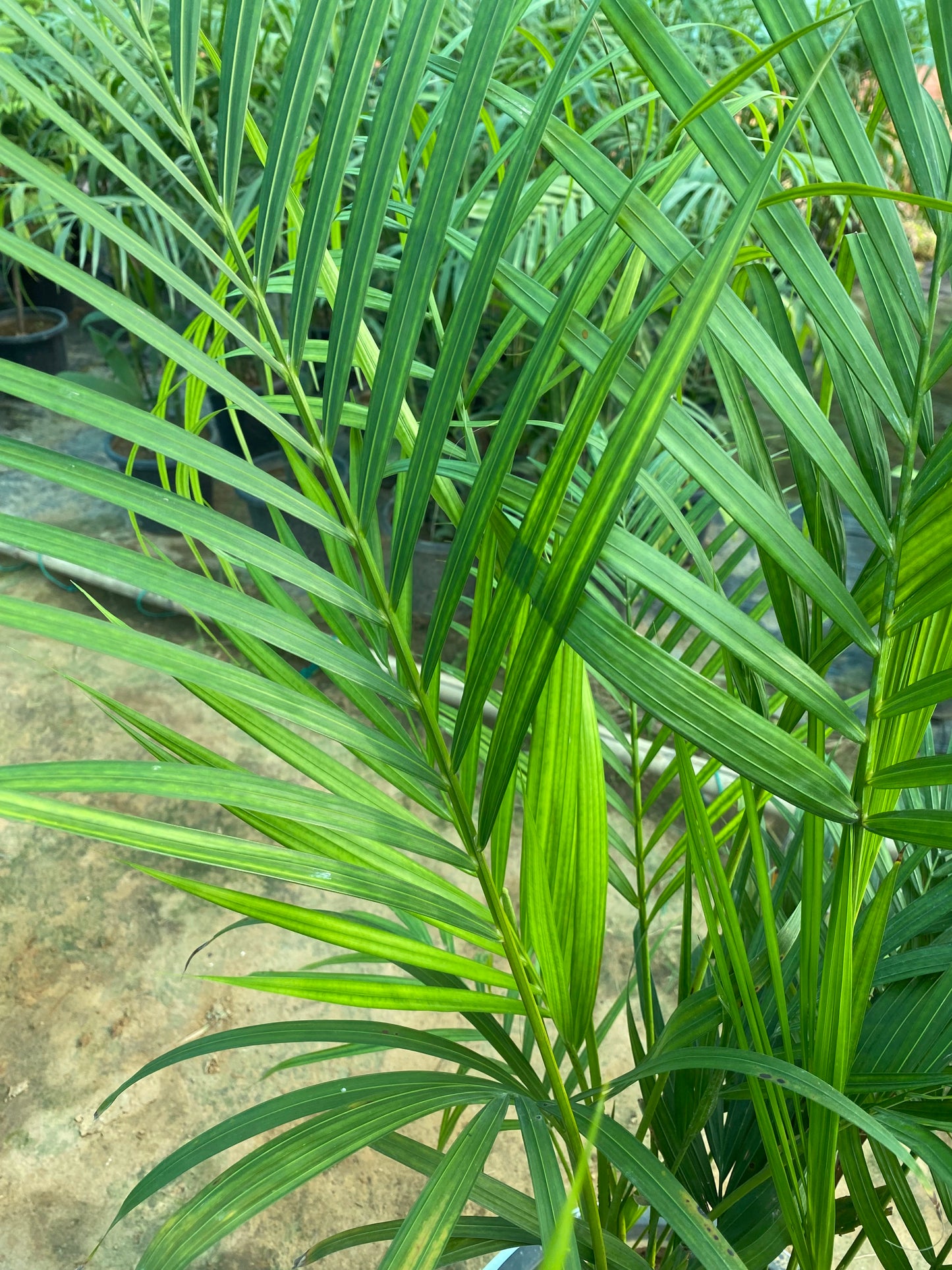 Areca Palm Plant - XL