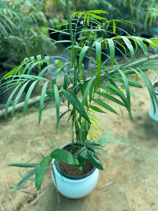 Bamboo Palm Plant - XL