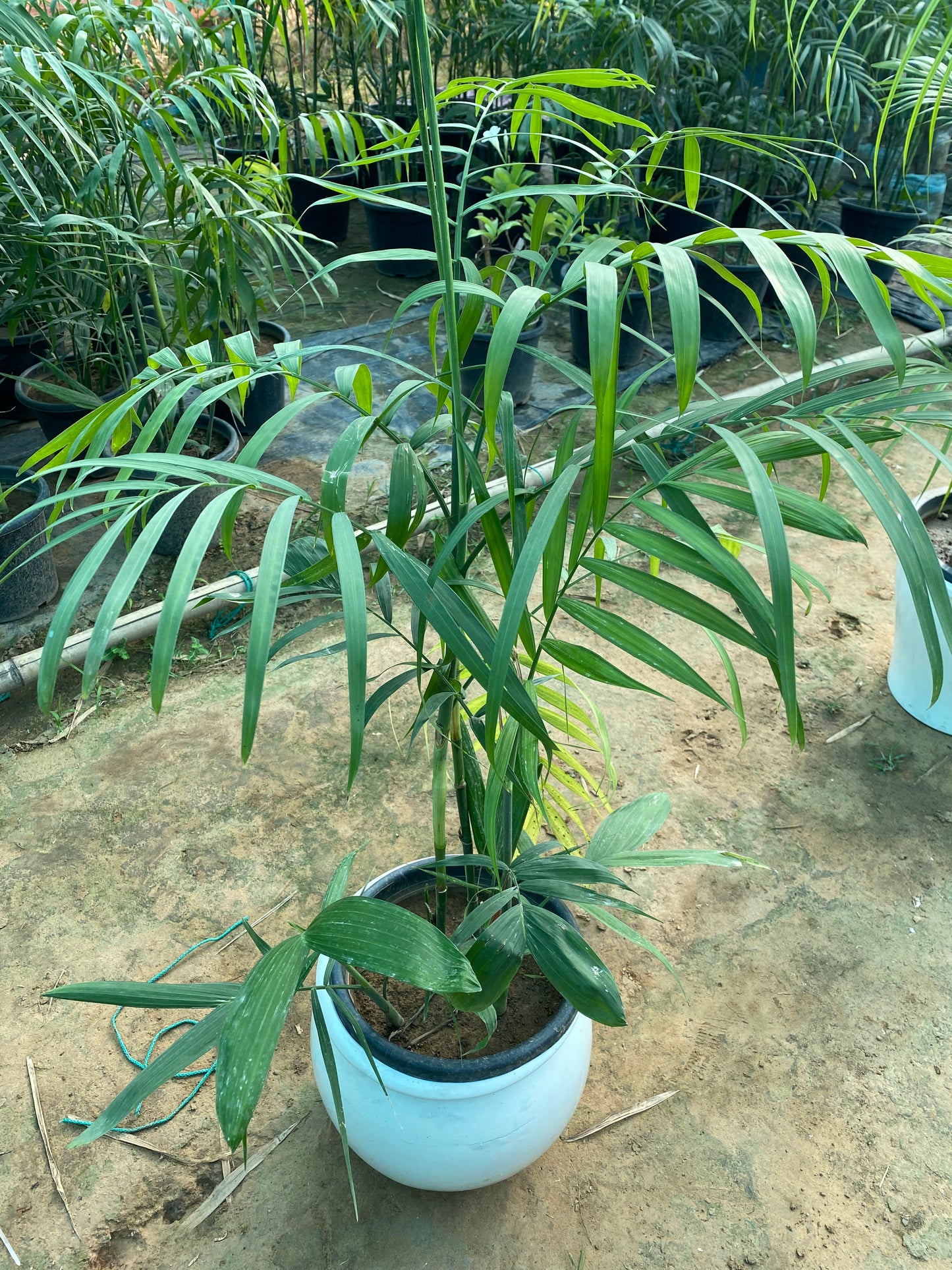 Bamboo Palm Plant - XL