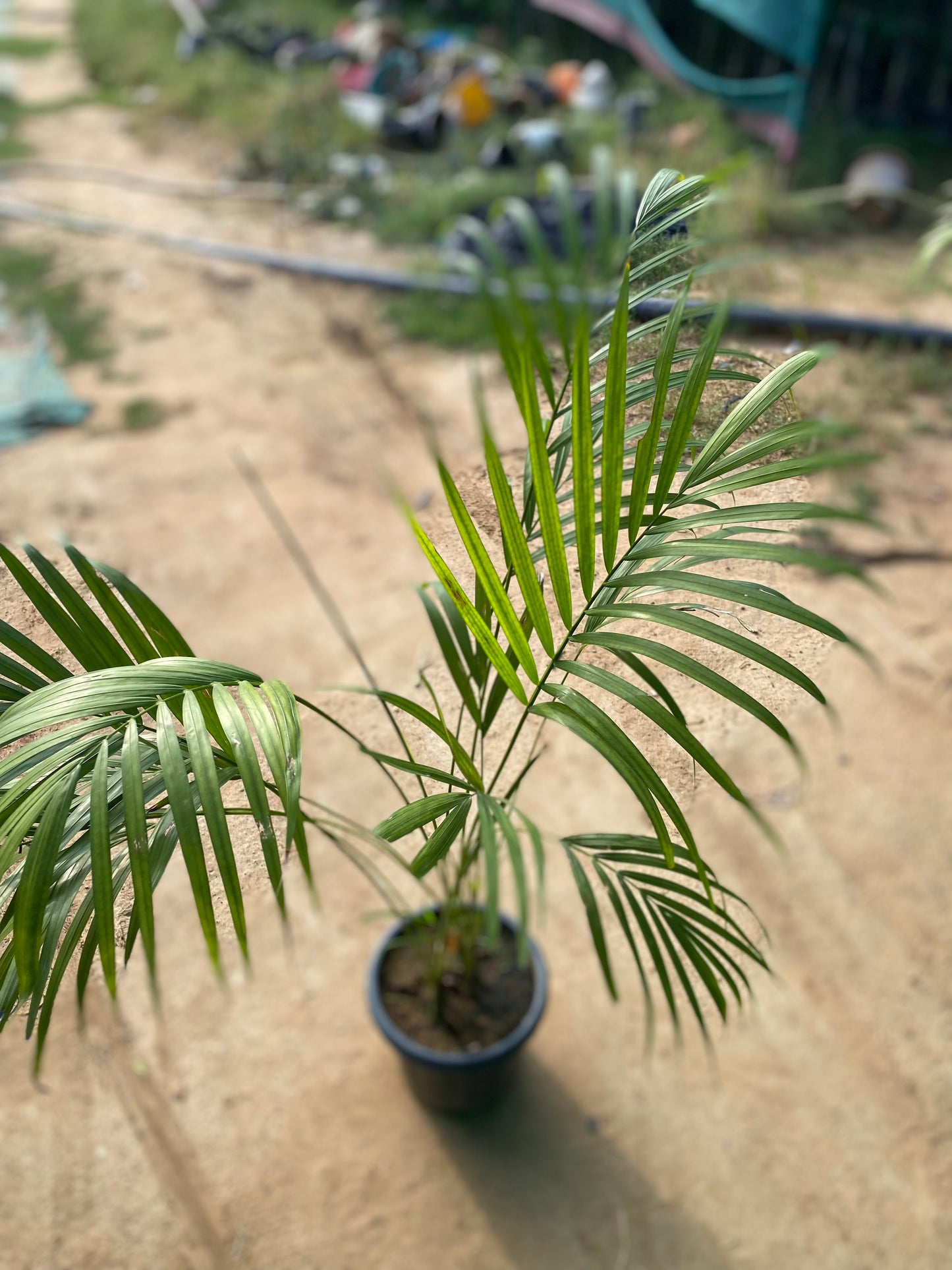 Areca Palm Plant - Large