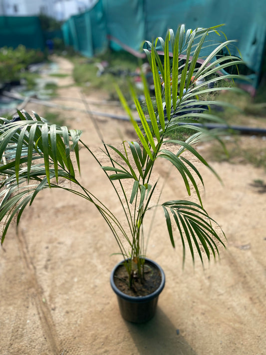 Areca Palm Plant - Large