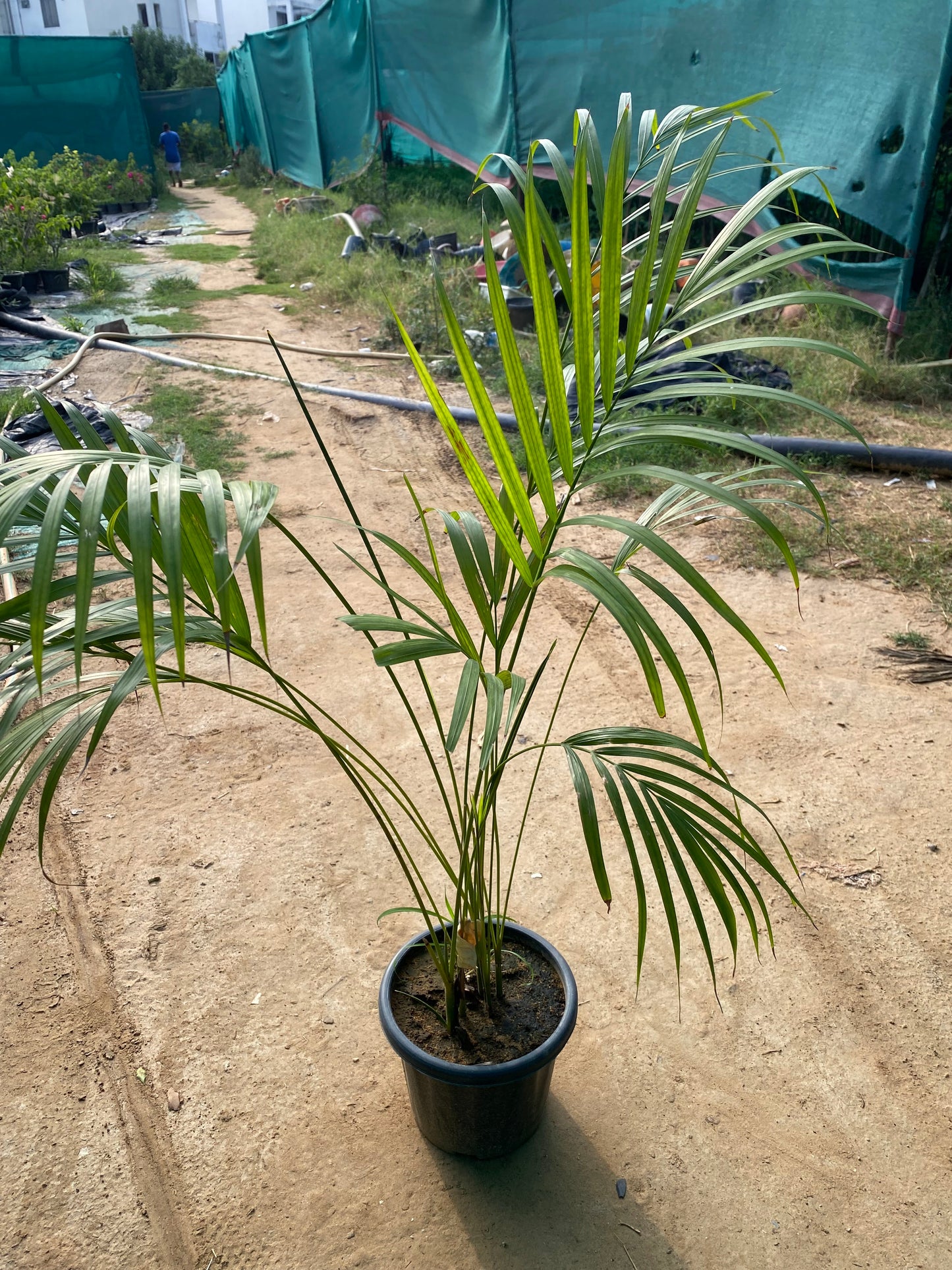 Areca Palm Plant - Large