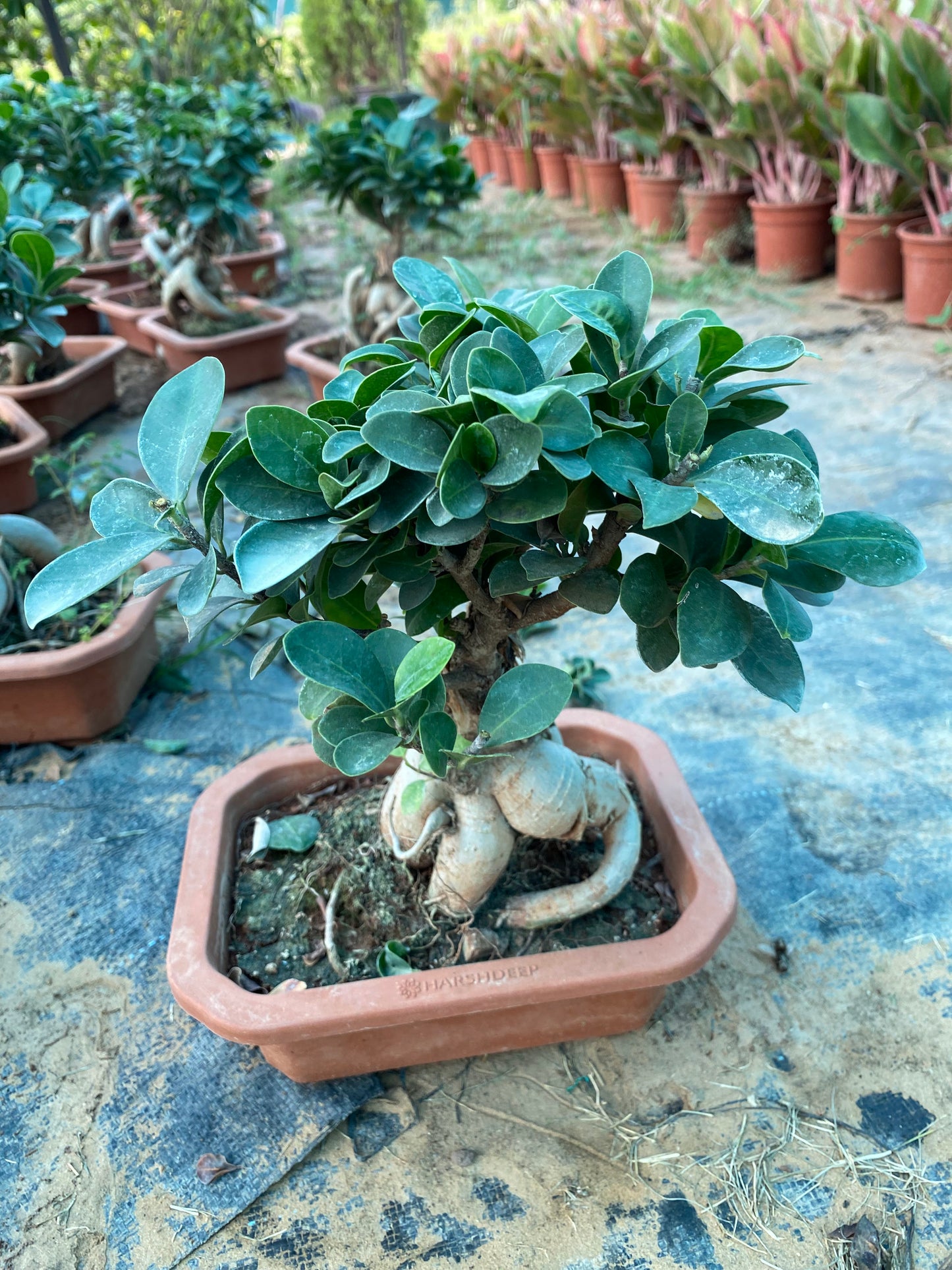 Banyan Tree Ficus Bonsai Plant - Medium