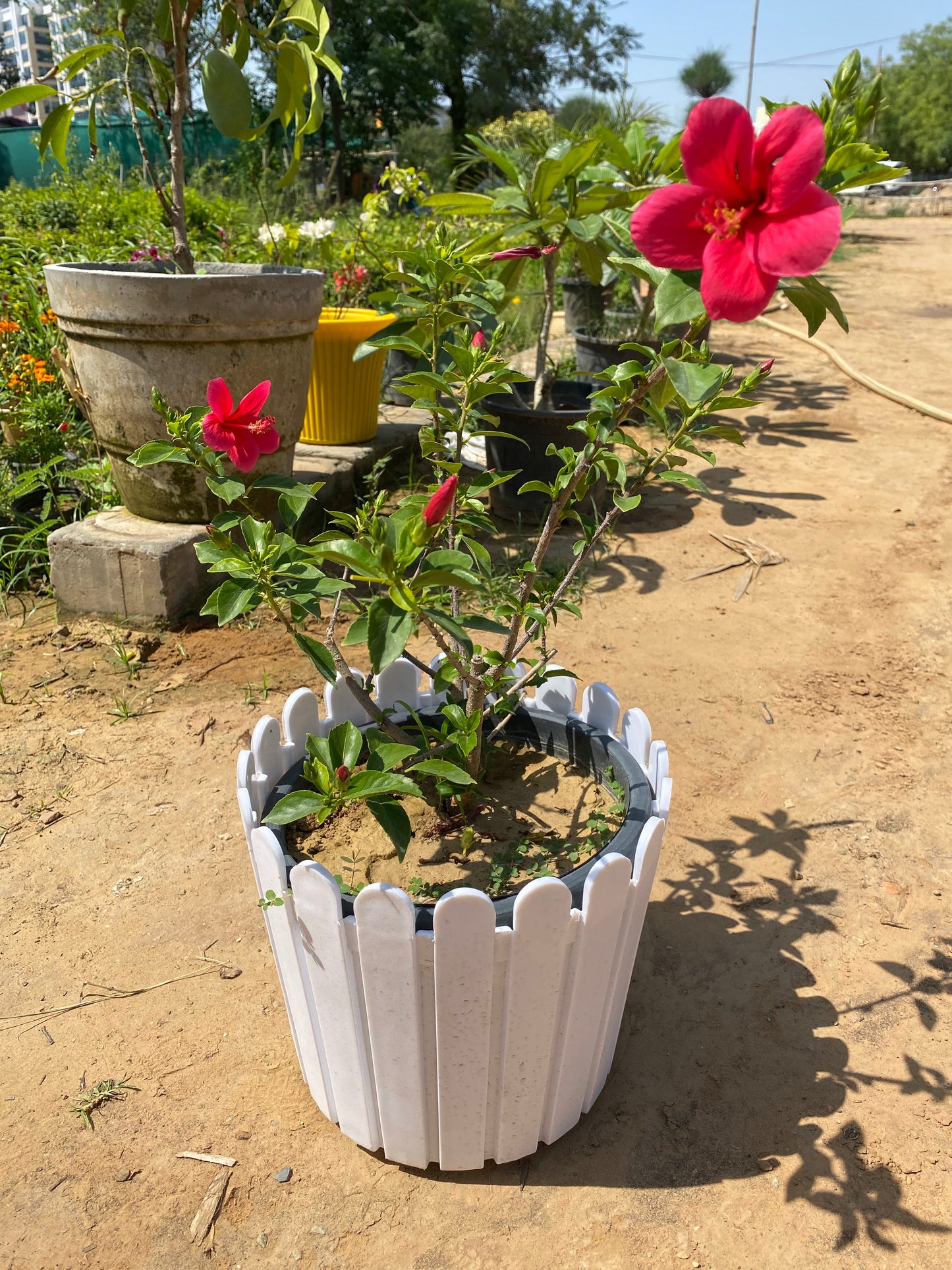 Hibiscus Flowering Plant - Large