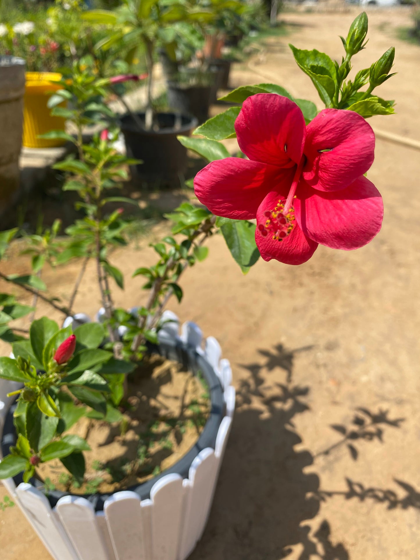 Hibiscus Flowering Plant - Large