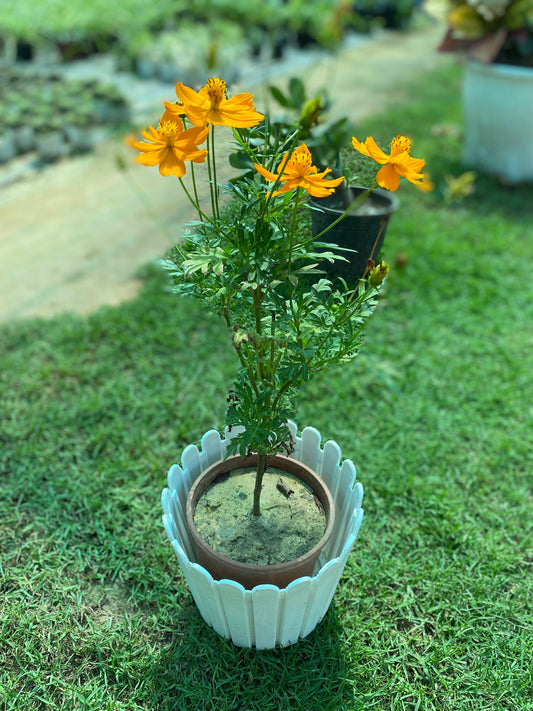 Sulfur Cosmos Flowering Plant - Medium
