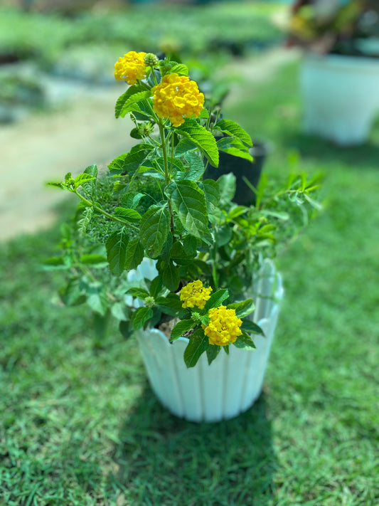 Laltana Flowering Plant - Medium