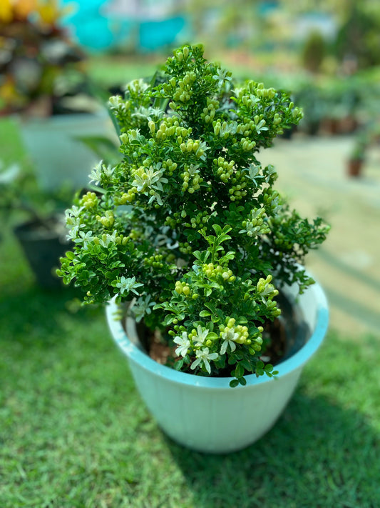Aglaia Odorata Flowering Fragrance Plant (Madhu Kamini) - Large
