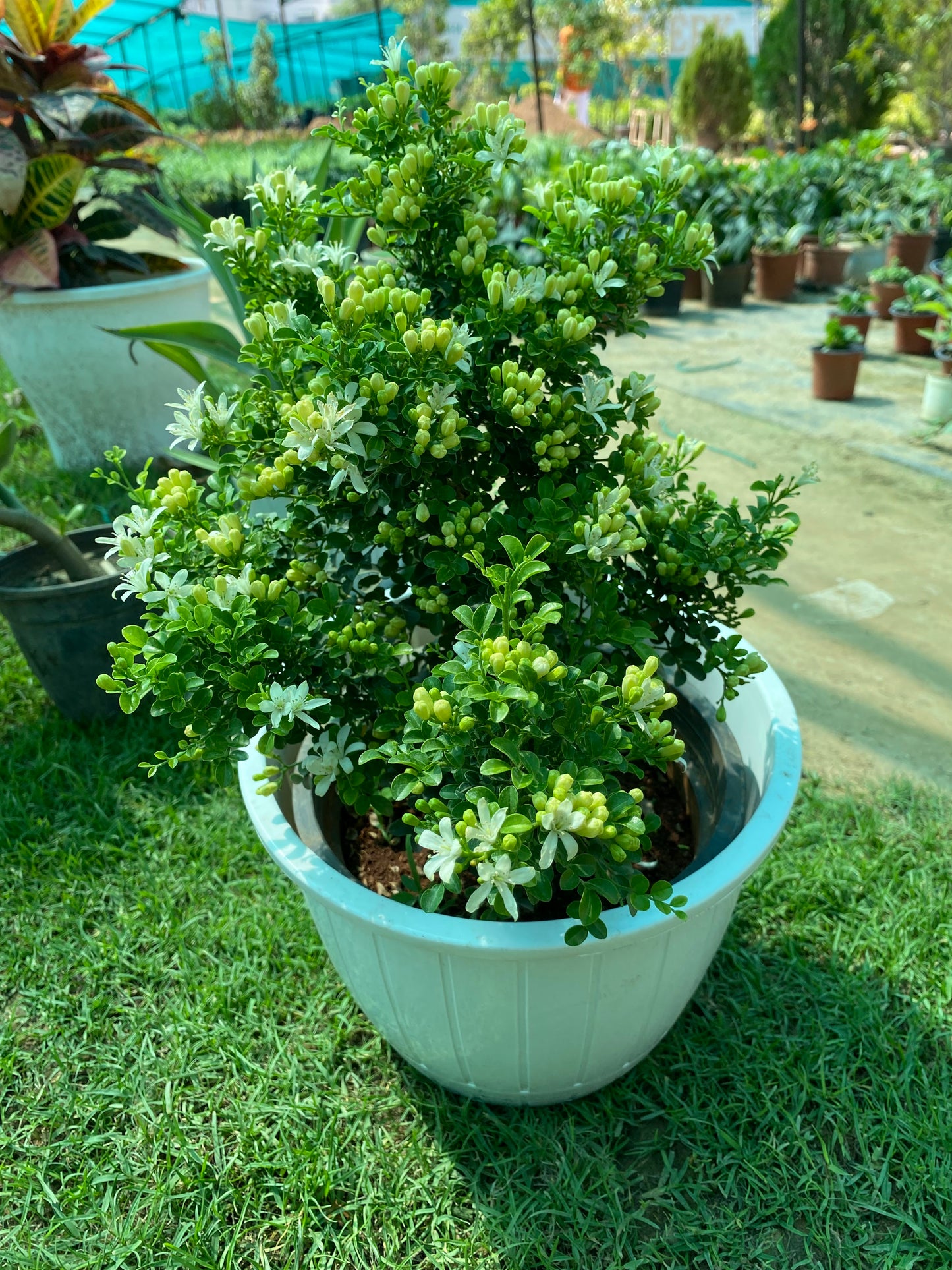 Aglaia Odorata Flowering Fragrance Plant (Madhu Kamini) - Large