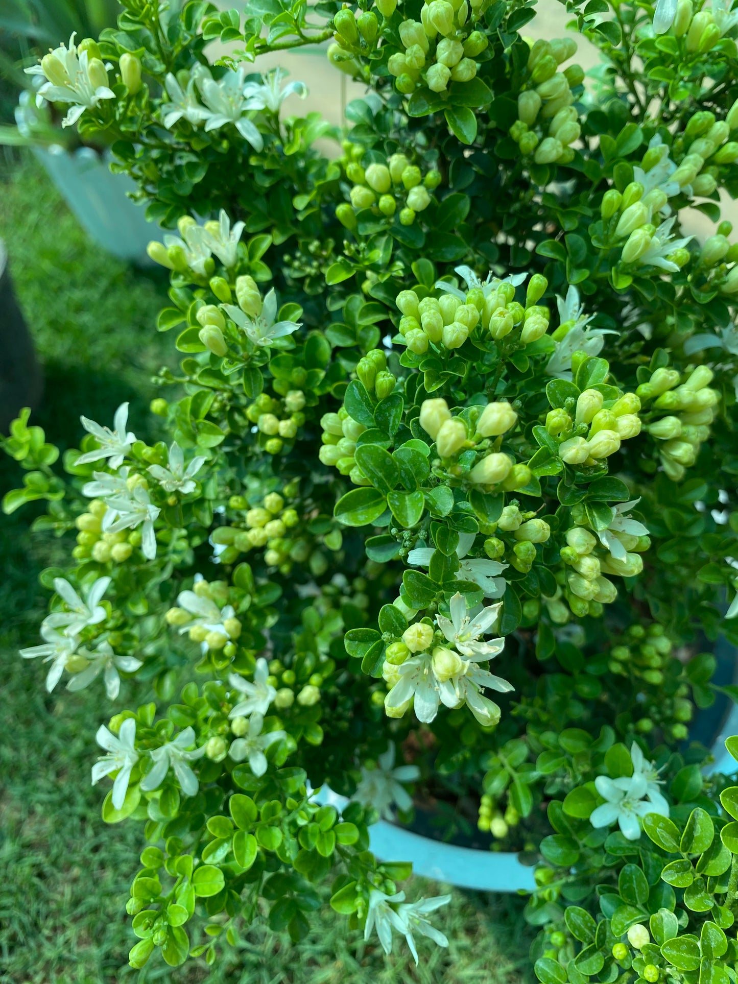 Aglaia Odorata Flowering Fragrance Plant (Madhu Kamini) - Large