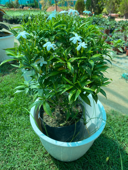 Crepe Jasmine Flowering Plant (Chandani) - Medium