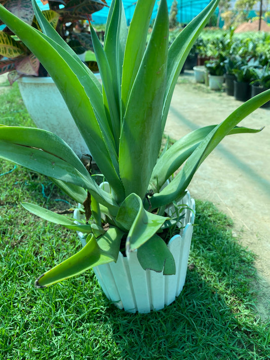 Lotus Agave Plant - Medium