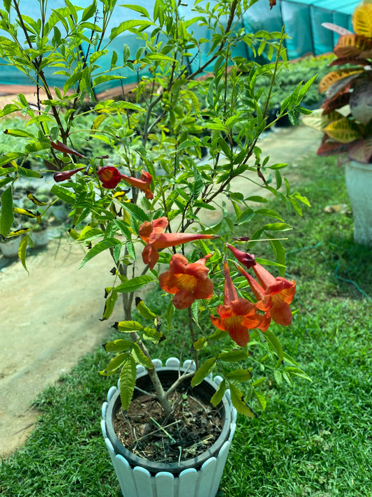 Tecoma Flowering Plant - Large