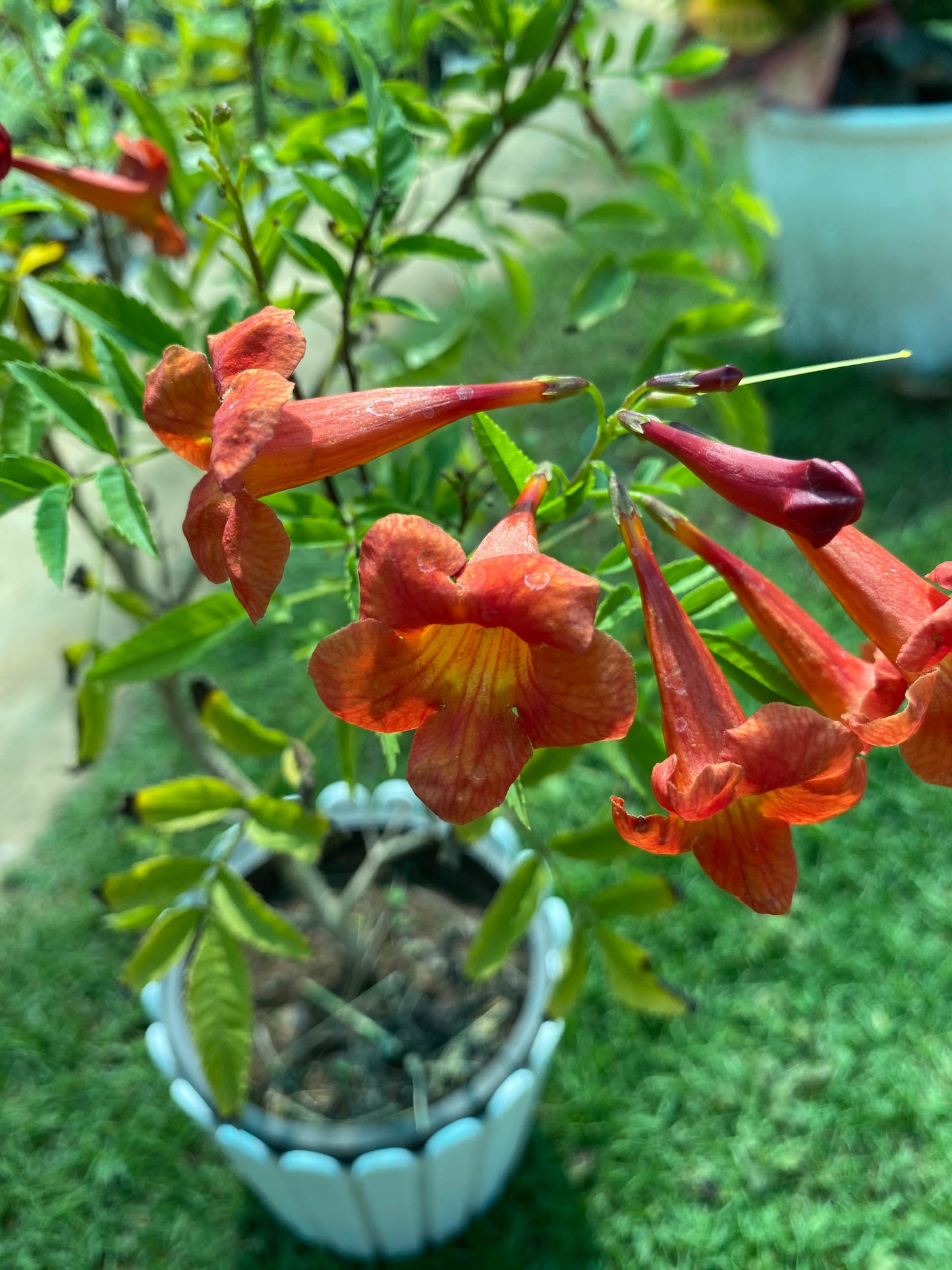 Tecoma Flowering Plant - Large