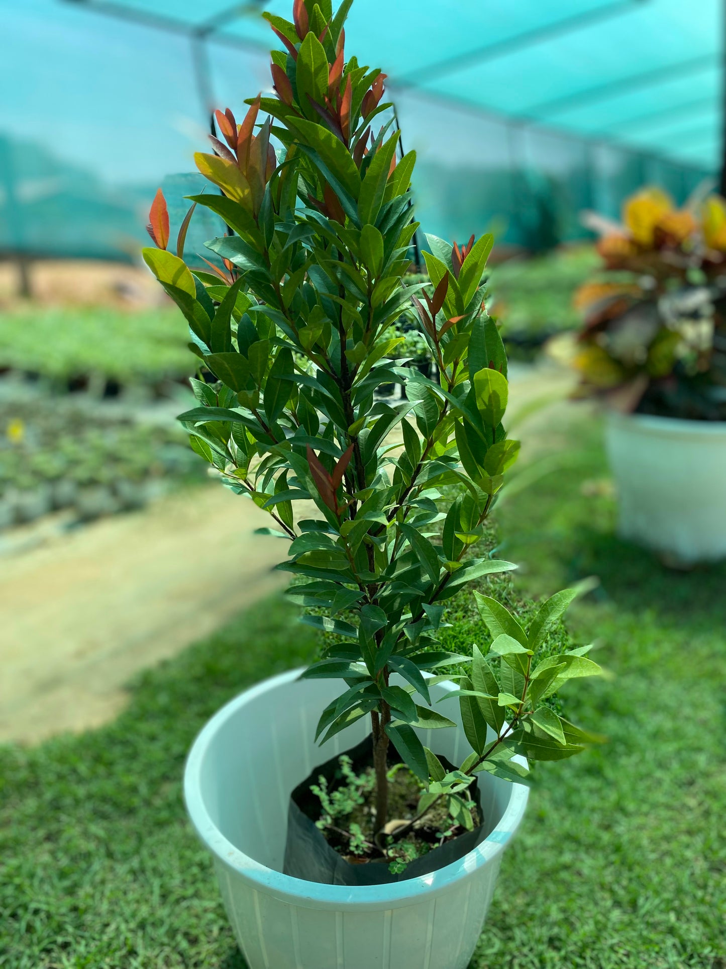 Syzygium Ornamental Plant - Large