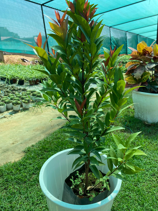 Syzygium Ornamental Plant  - Large