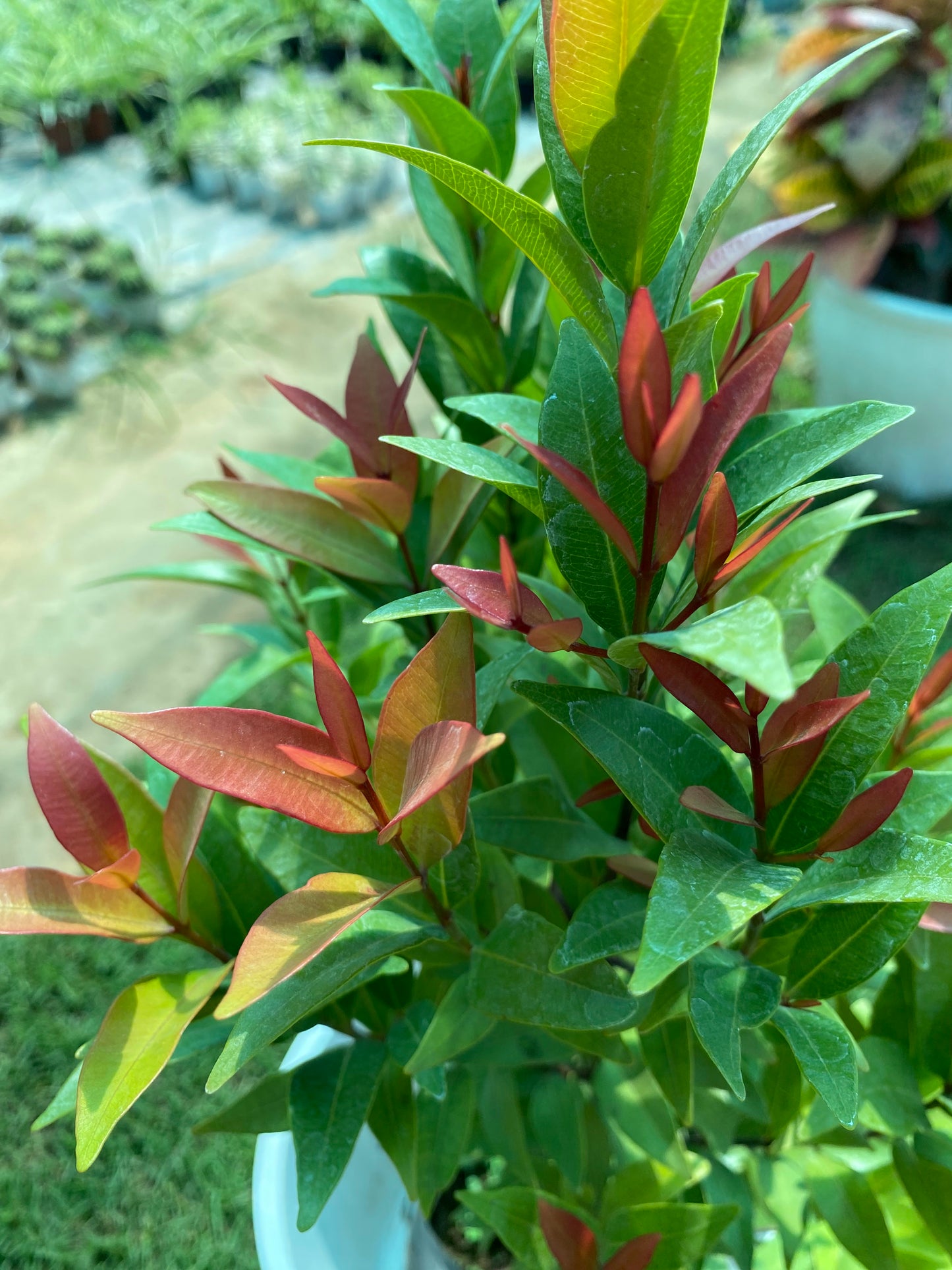 Syzygium Ornamental Plant - Large