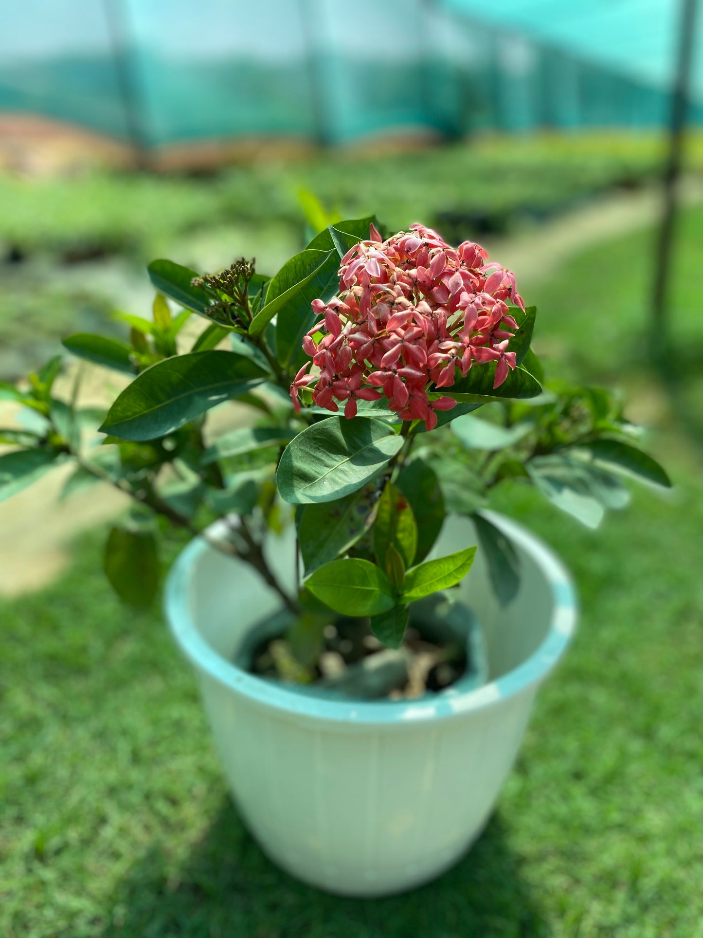Ixora Flowering Plant - Medium
