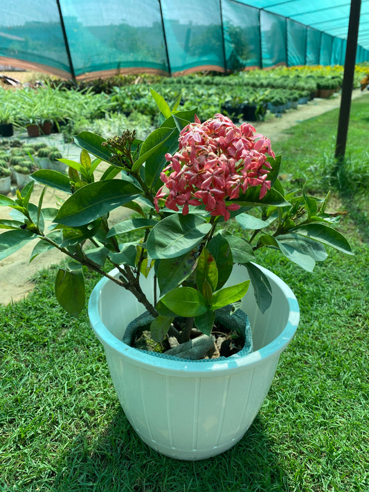 Ixora Flowering Plant  - Medium