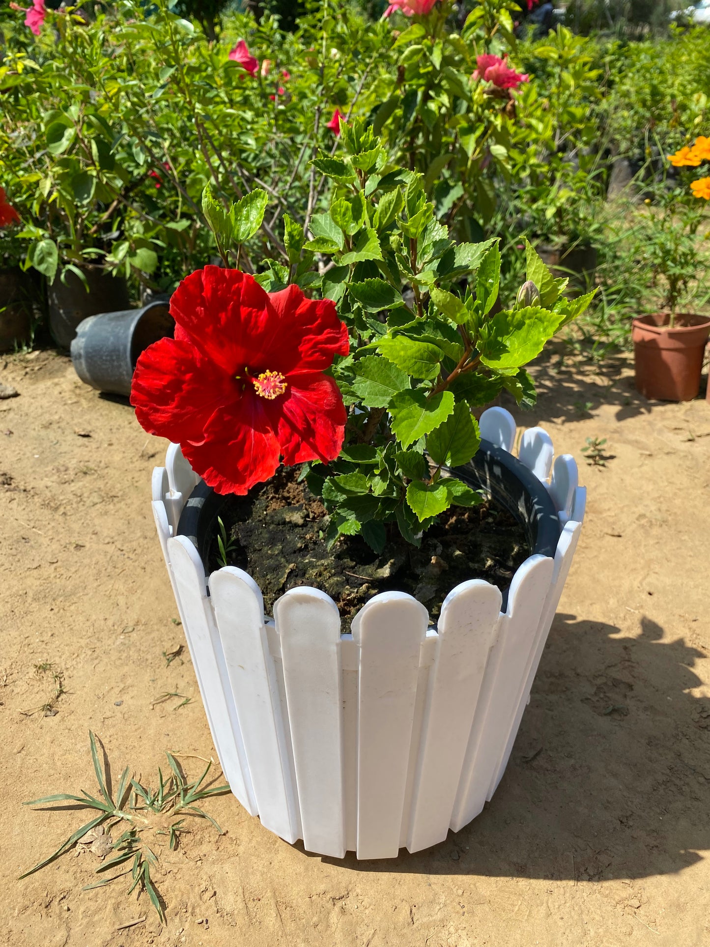Hibiscus Flowering Plant - Medium