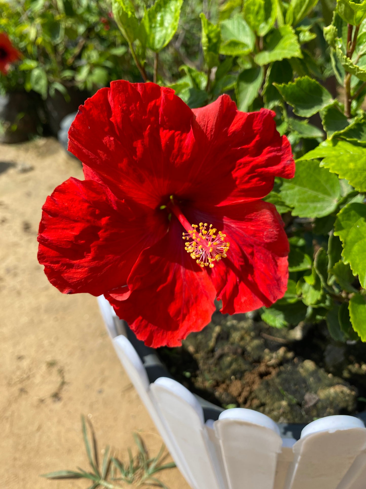 Hibiscus Flowering Plant - Medium
