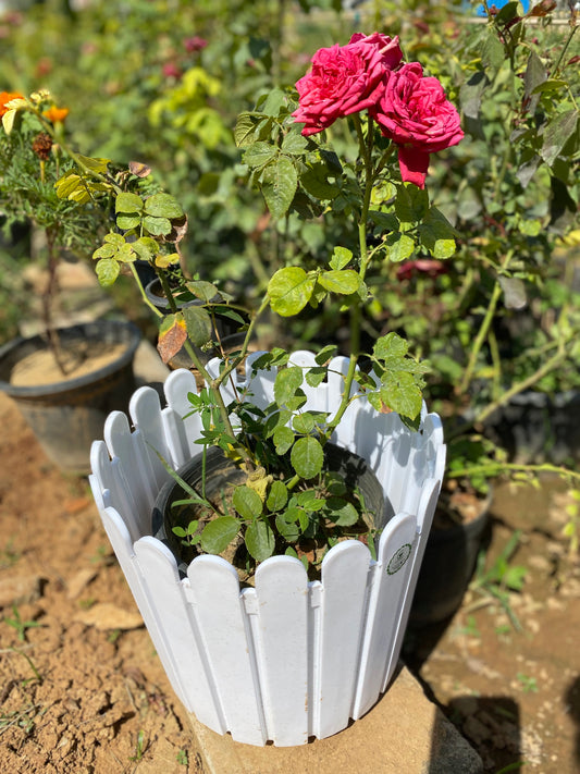 Rose Flowering Plant - Medium