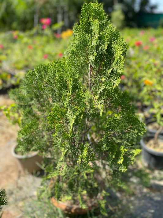 Juniper Plant (Morpankhi) - XL