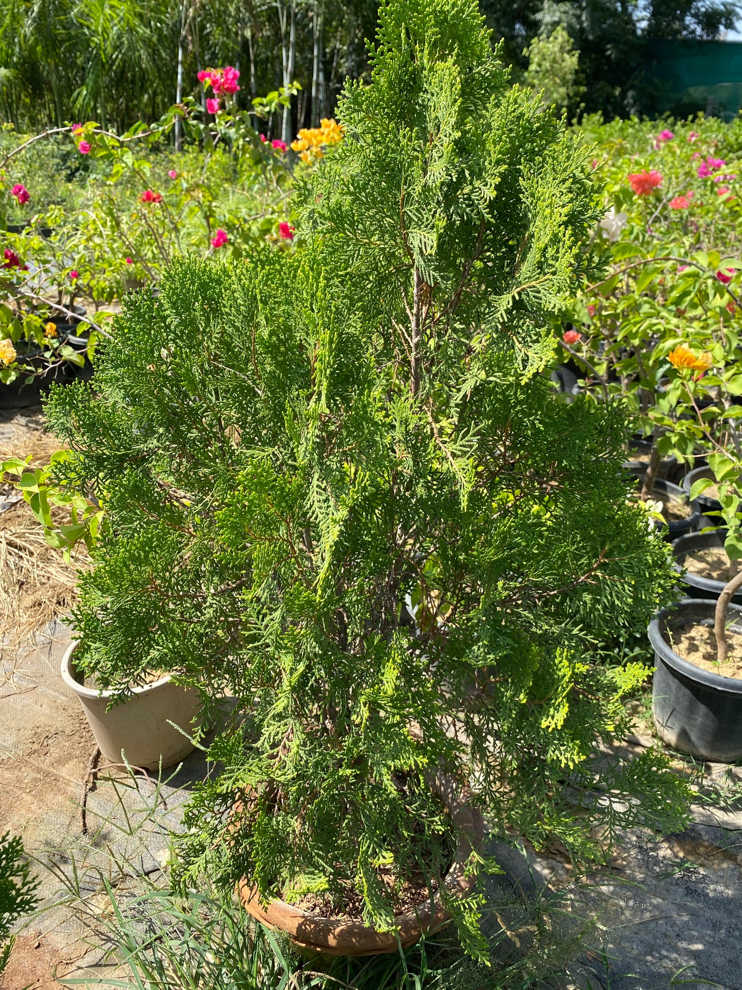 Juniper Plant (Morpankhi) - XL