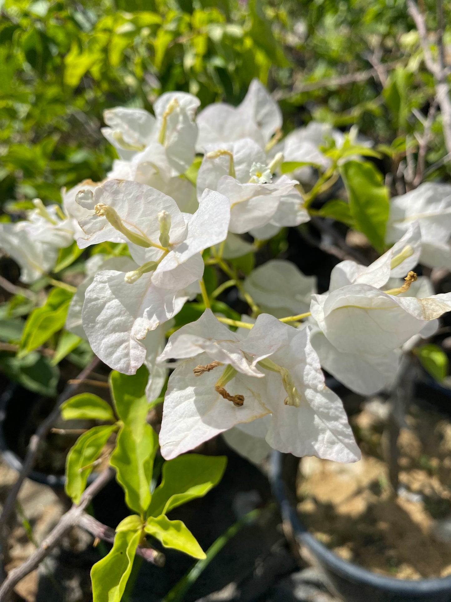 Bougainvillea Flowering Plant - XL