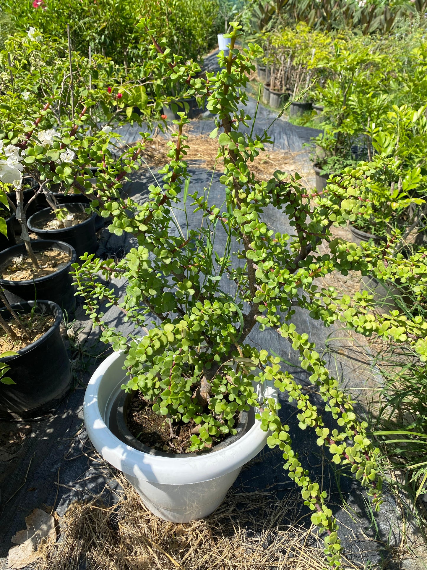Jade Plant - XL