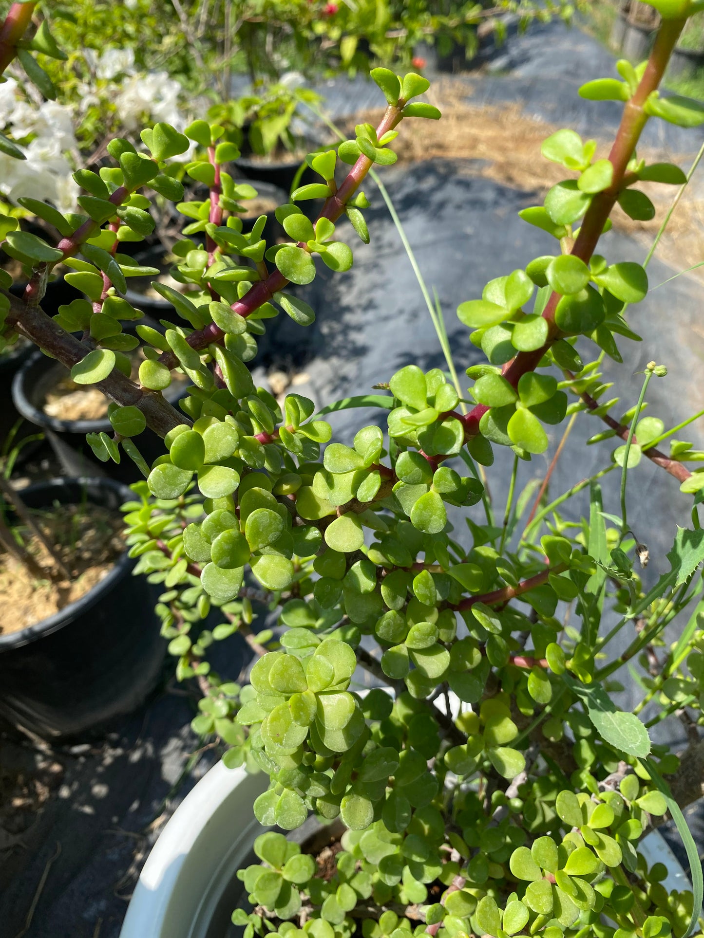 Jade Plant - XL